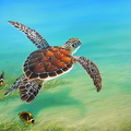 Gliding Through the Sea