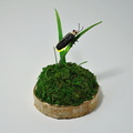 A Resting Firefly