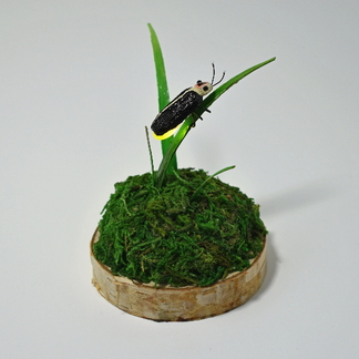 A Resting Firefly
